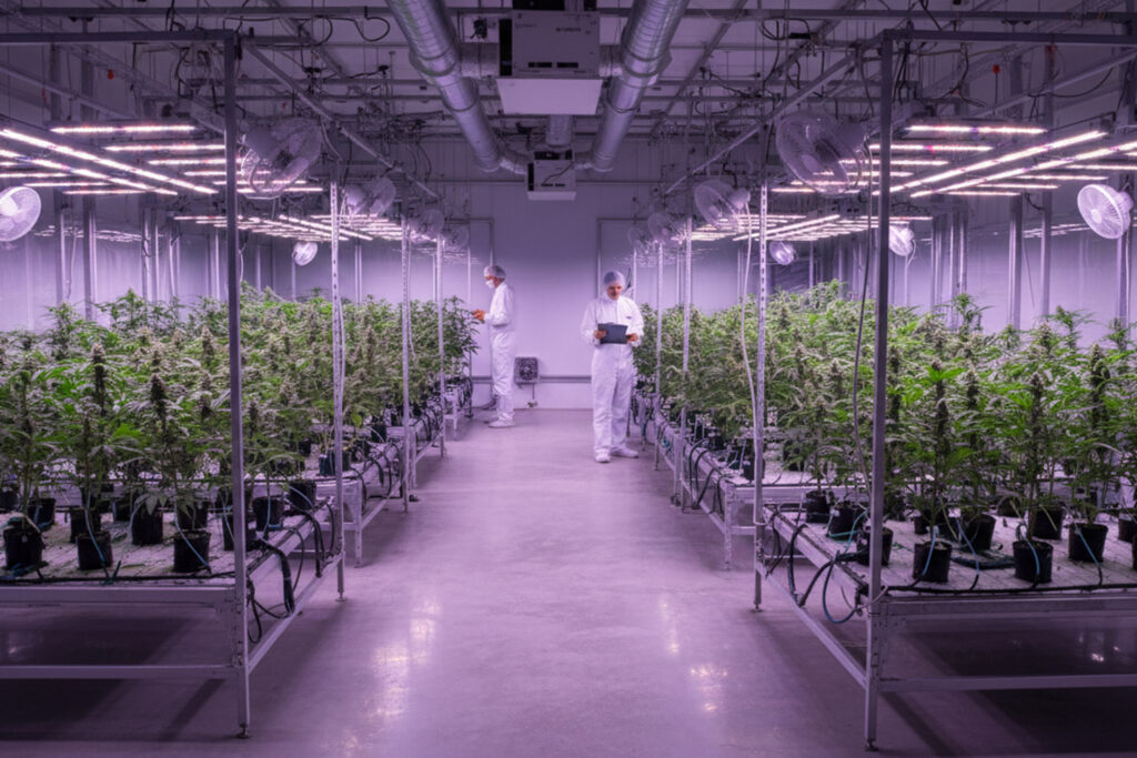 Cannibis-Grow-Facility