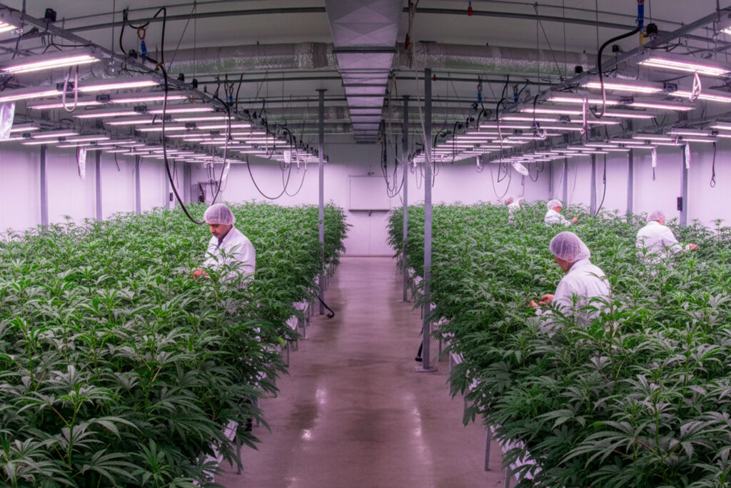 Cannibis-Grow-Facility