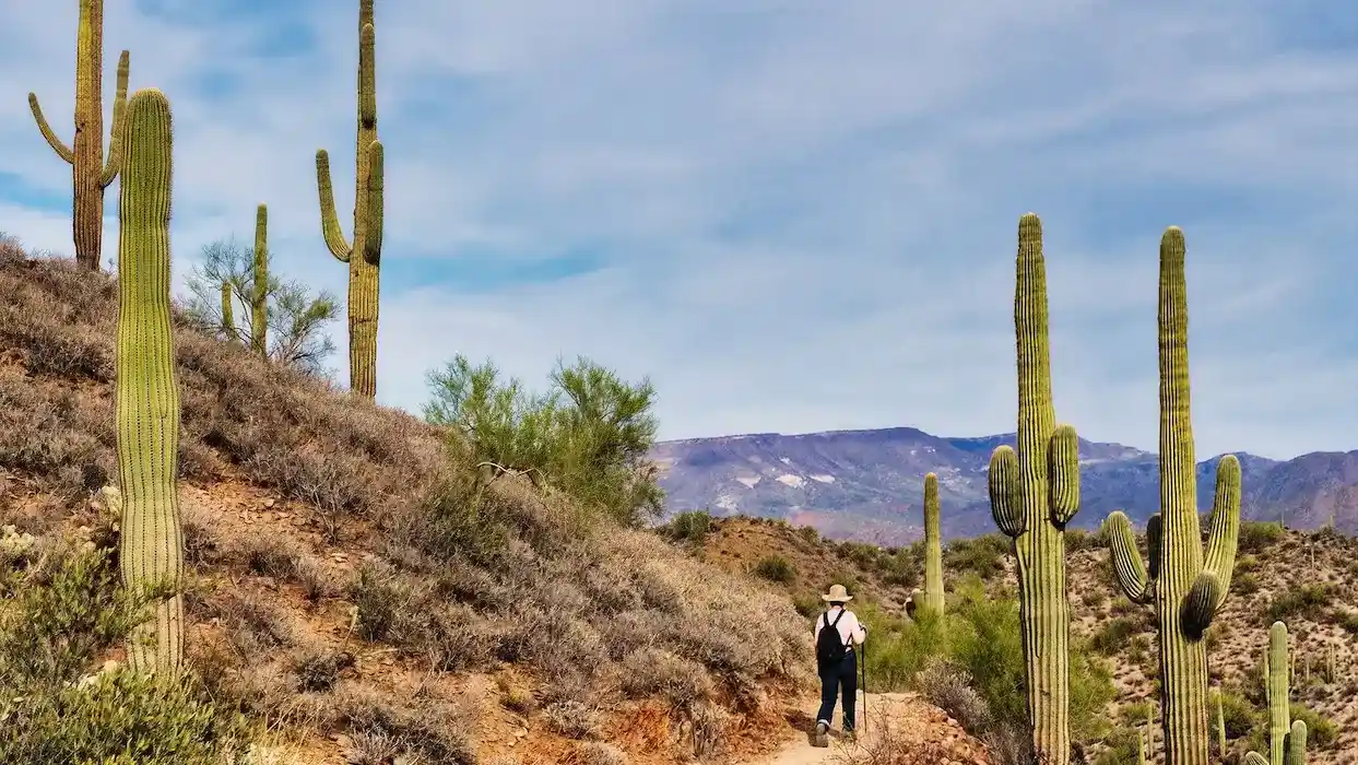 Phoenix-AZ-cactus-1 (1)